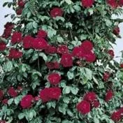 Sacele / Brasov - Material saditor horticol - ingrasaminte - accesorii