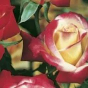 Sacele / Brasov - Material saditor horticol - ingrasaminte - accesorii