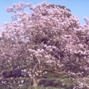 Sacele / Brasov - Material saditor horticol - ingrasaminte - accesorii