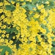 Sacele / Brasov - Material saditor horticol - ingrasaminte - accesorii