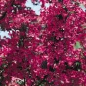 Sacele / Brasov - Material saditor horticol - ingrasaminte - accesorii