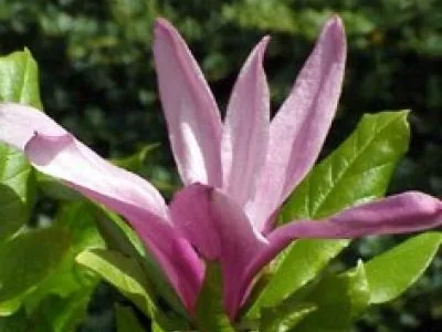 Sacele / Brasov - Material saditor horticol - ingrasaminte - accesorii