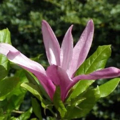 Sacele / Brasov - Material saditor horticol - ingrasaminte - accesorii