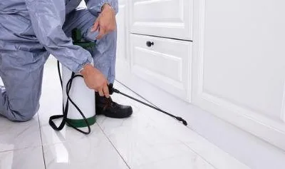 Dezinsectie - deratizare Videle