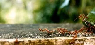 Dezinsectie - deratizare Videle