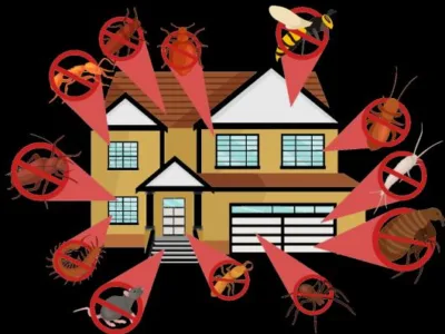 Dezinsectie - deratizare Videle