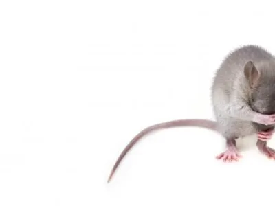 Dezinsectie - deratizare Videle