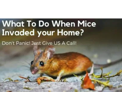 Dezinsectie - deratizare Videle