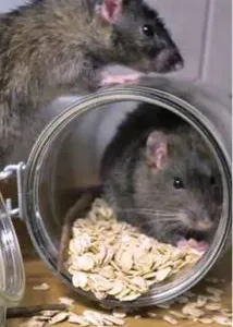 Dezinsectie - deratizare Videle