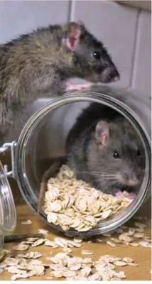 Dezinsectie - deratizare Videle