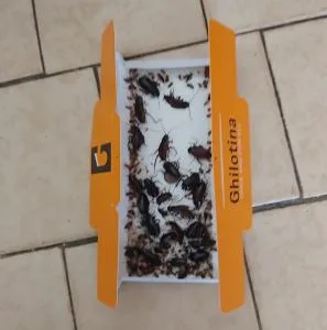 Terra Hygieniq -Servicii DDD Suceava