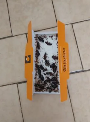 Terra Hygieniq -Servicii DDD Suceava