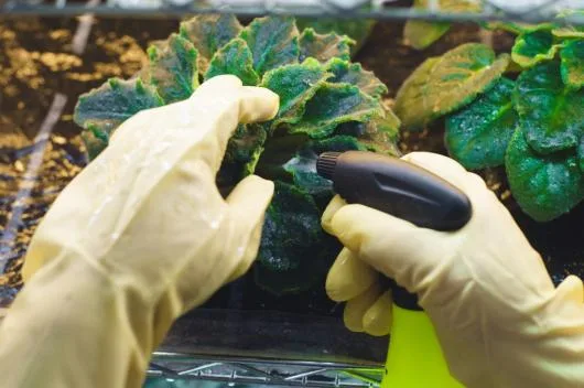 Terra Hygieniq -Servicii DDD Suceava