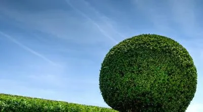 Proiectare si executie spatii verzi - Bucuresti