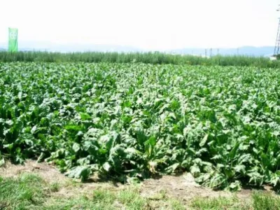 AGROTURDEAN IMPEX