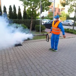 Dezinsectie - dezinfectie - deratizare - Chitila / Ilfov