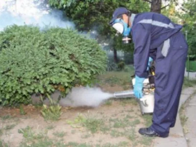 Dezinsectie - dezinfectie - deratizare - Chitila / Ilfov