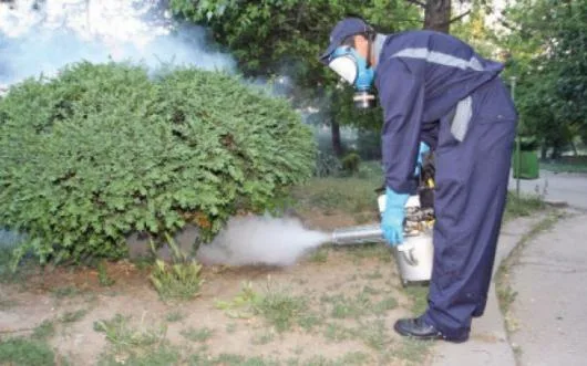 Dezinsectie - dezinfectie - deratizare - Chitila / Ilfov