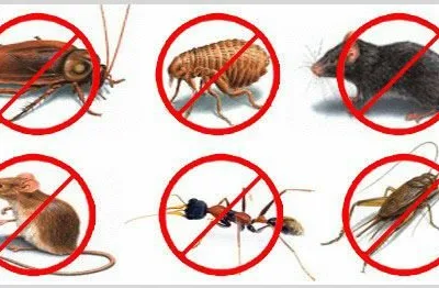 Deratizare - dezinsectie - dezinfectie Bucuresti