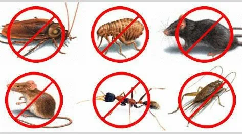 Deratizare - dezinsectie - dezinfectie Bucuresti