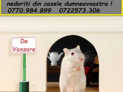 Deratizare - dezinsectie - dezinfectie Bucuresti