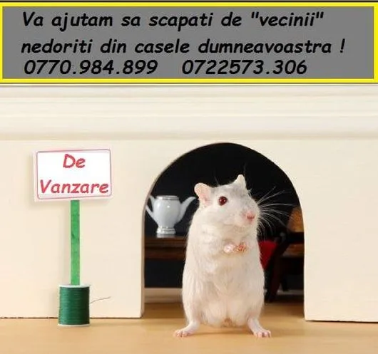 Deratizare - dezinsectie - dezinfectie Bucuresti