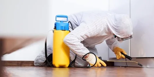 Deratizare - dezinsectie - dezinfectie Bucuresti