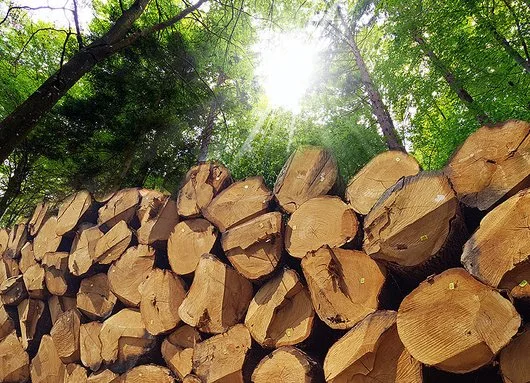 Cherestea de stejar - fag si tei - parchet din lemn masiv - Dudestii Noi / Timis