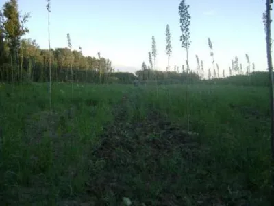 ESTFOREST