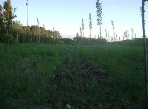 ESTFOREST