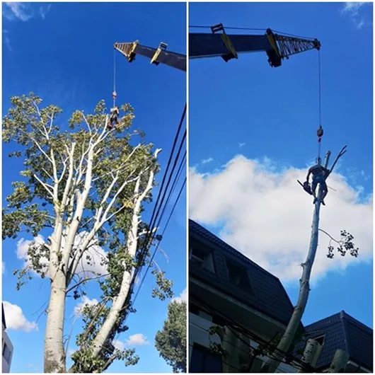 Alpinism Utilitar Bucuresti