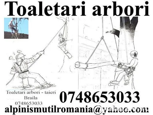 Taieri arbori Bucuresti - Ilfov