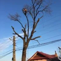 Taieri arbori Bucuresti - Ilfov