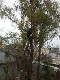 Taieri arbori Bucuresti - Ilfov