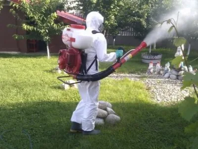 Deratizare - dezinsectie - dezinfectie Bucuresti