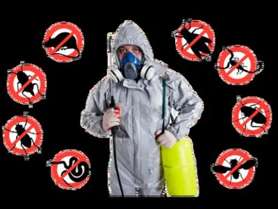 Deratizare - dezinsectie - dezinfectie Bucuresti