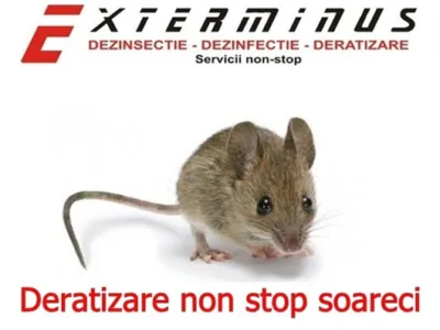 Deratizare - dezinsectie si dezinfectie Bucuresti - Ilfov