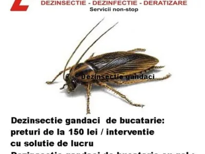 Deratizare - dezinsectie si dezinfectie Bucuresti - Ilfov