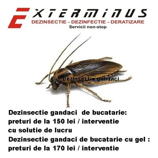 Deratizare - dezinsectie si dezinfectie Bucuresti - Ilfov