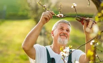Amenajari si intretinere gradini