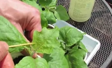 Amenajari si intretinere gradini