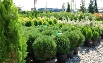 Amenajari si intretinere gradini