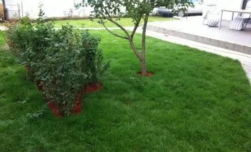 Amenajari si intretinere gradini