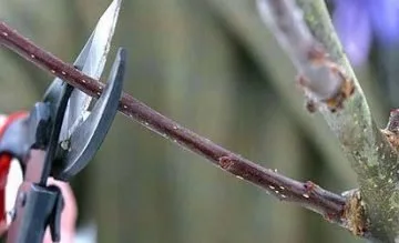 Amenajari si intretinere gradini