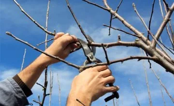 Amenajari si intretinere gradini