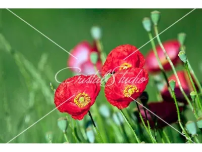 Fotografii de familie - copii si mamici