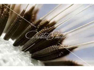 Fotografii de familie - copii si mamici