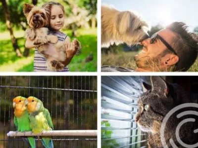 Mutari locale - nationale si internationale - Bucuresti