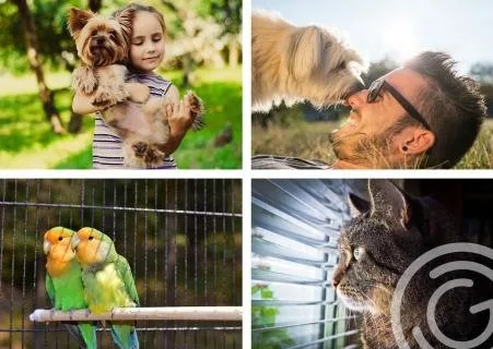 Mutari locale - nationale si internationale - Bucuresti