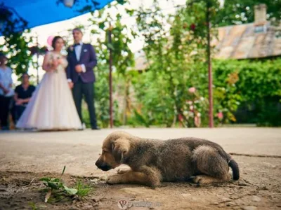 Servicii foto si video - Bucuresti